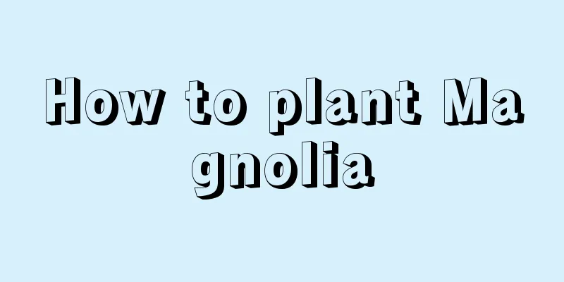 How to plant Magnolia