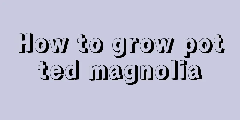 How to grow potted magnolia