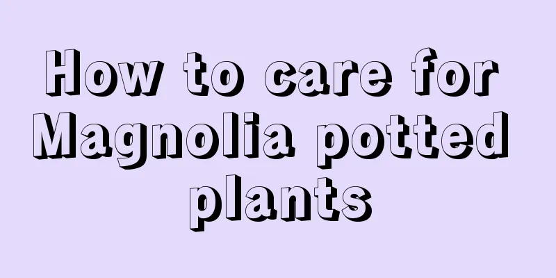 How to care for Magnolia potted plants