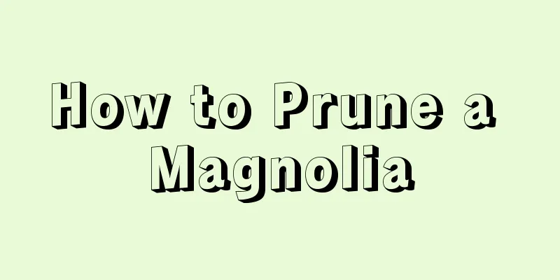 How to Prune a Magnolia