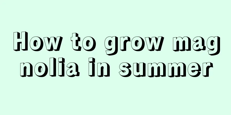 How to grow magnolia in summer