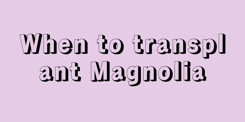 When to transplant Magnolia