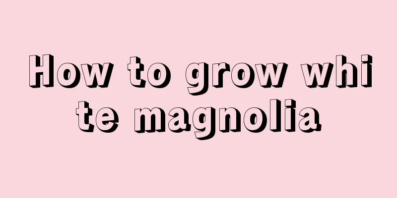 How to grow white magnolia