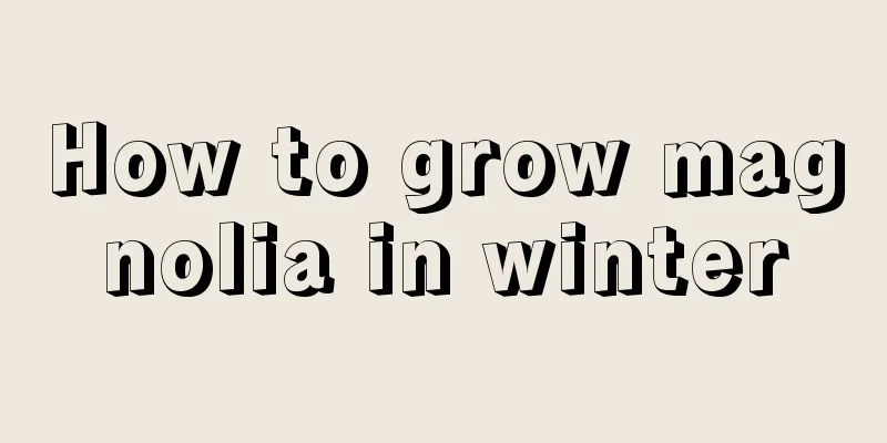 How to grow magnolia in winter