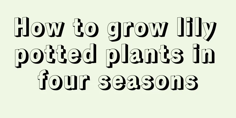 How to grow lily potted plants in four seasons