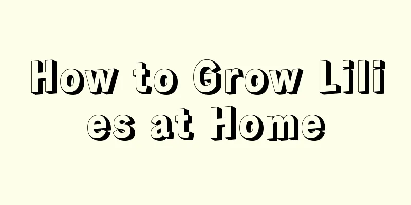 How to Grow Lilies at Home