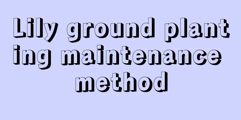 Lily ground planting maintenance method