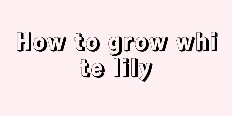 How to grow white lily