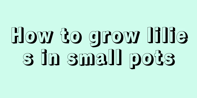 How to grow lilies in small pots