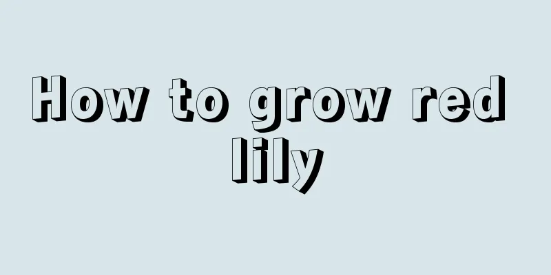 How to grow red lily