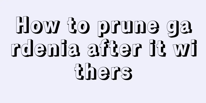 How to prune gardenia after it withers