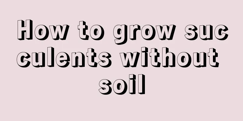 How to grow succulents without soil