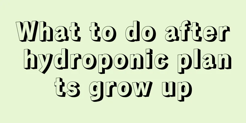 What to do after hydroponic plants grow up