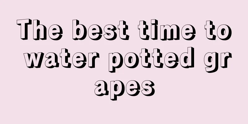 The best time to water potted grapes