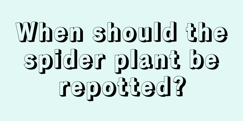 When should the spider plant be repotted?