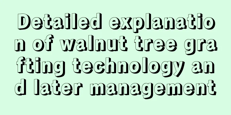 Detailed explanation of walnut tree grafting technology and later management