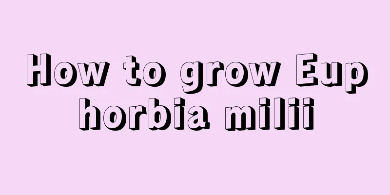 How to grow Euphorbia milii