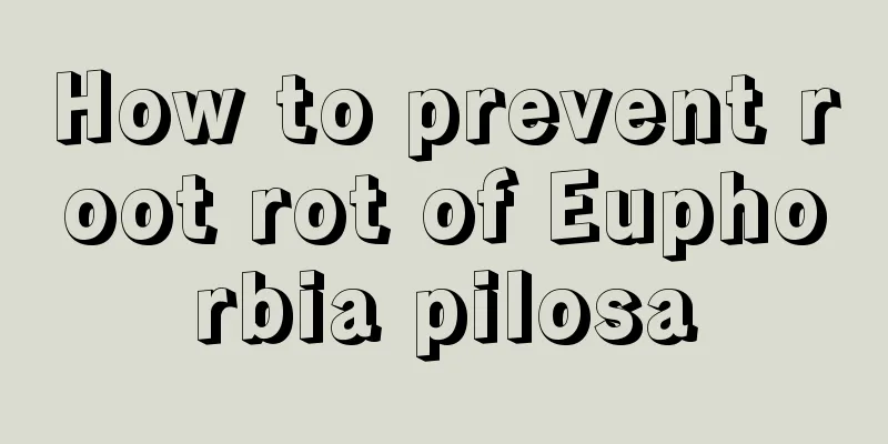 How to prevent root rot of Euphorbia pilosa