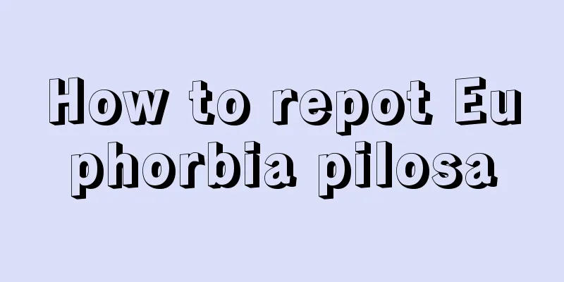 How to repot Euphorbia pilosa