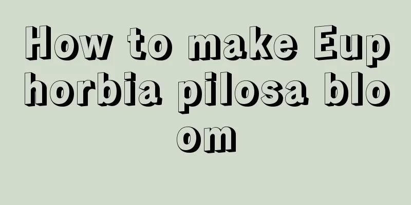 How to make Euphorbia pilosa bloom