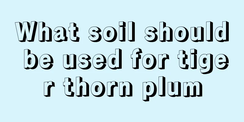 What soil should be used for tiger thorn plum