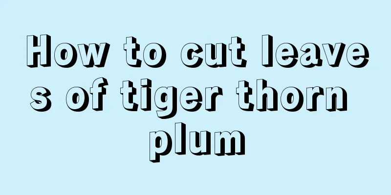 How to cut leaves of tiger thorn plum