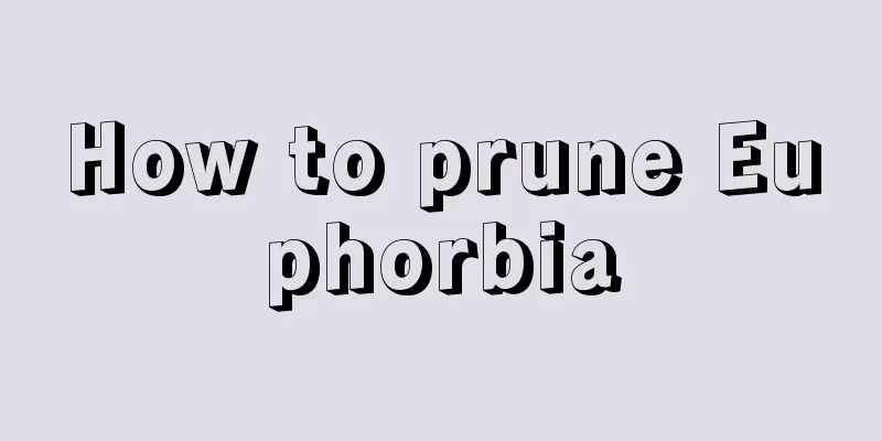 How to prune Euphorbia