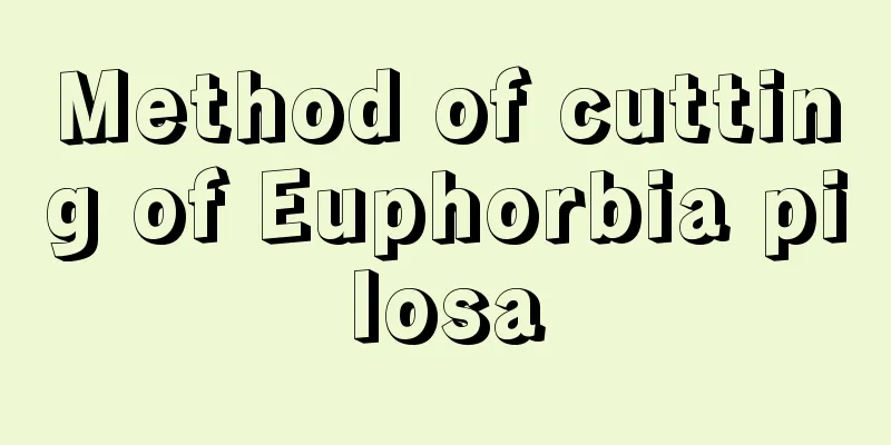 Method of cutting of Euphorbia pilosa