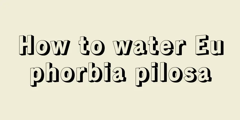 How to water Euphorbia pilosa