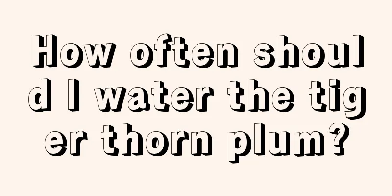 How often should I water the tiger thorn plum?