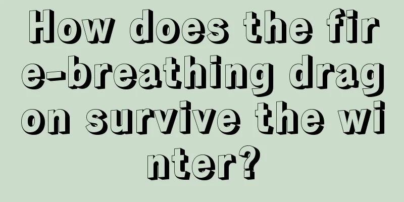 How does the fire-breathing dragon survive the winter?