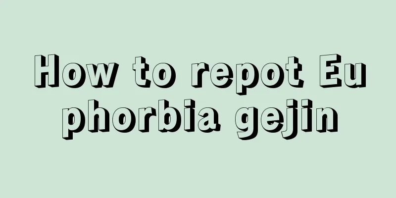 How to repot Euphorbia gejin