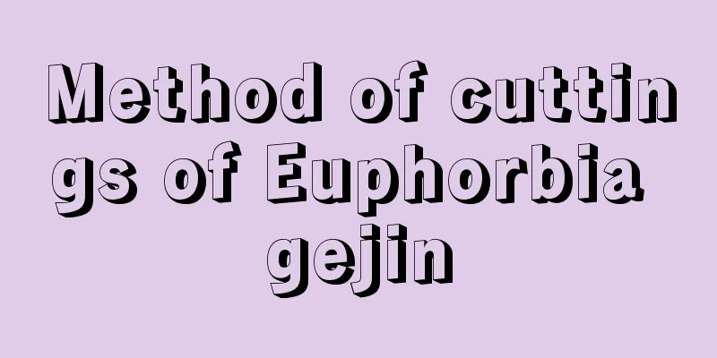 Method of cuttings of Euphorbia gejin