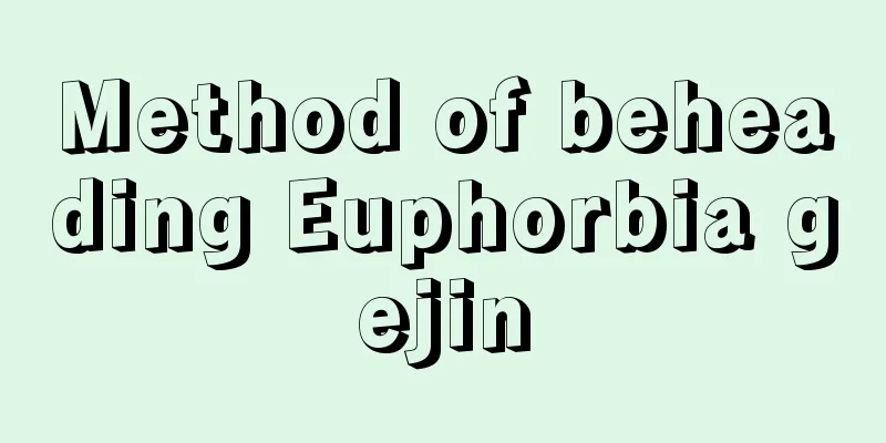 Method of beheading Euphorbia gejin