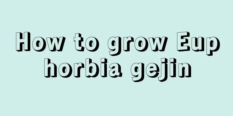 How to grow Euphorbia gejin