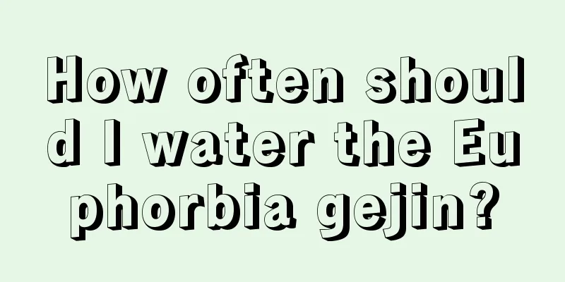 How often should I water the Euphorbia gejin?