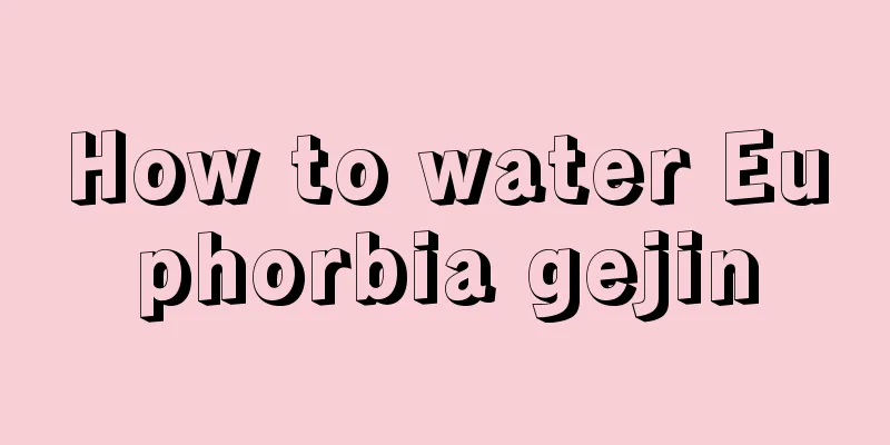 How to water Euphorbia gejin