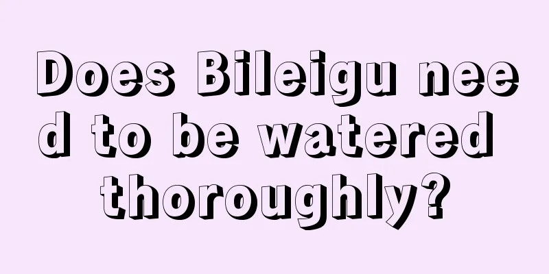 Does Bileigu need to be watered thoroughly?