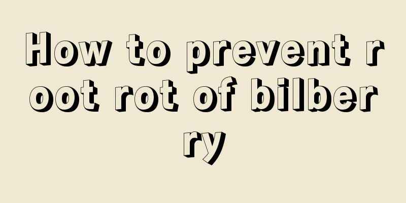 How to prevent root rot of bilberry