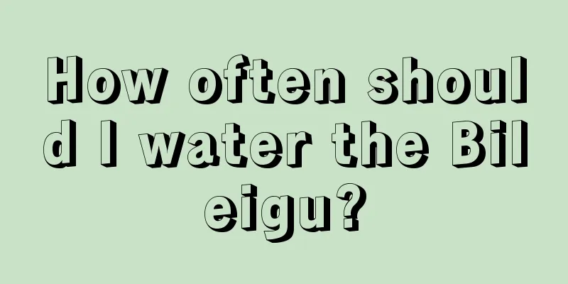 How often should I water the Bileigu?