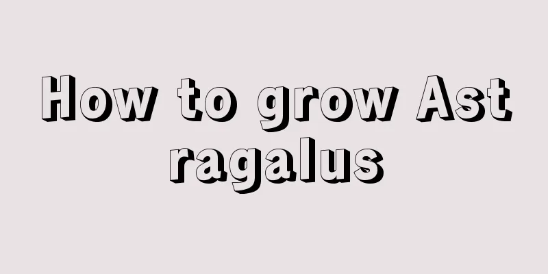 How to grow Astragalus