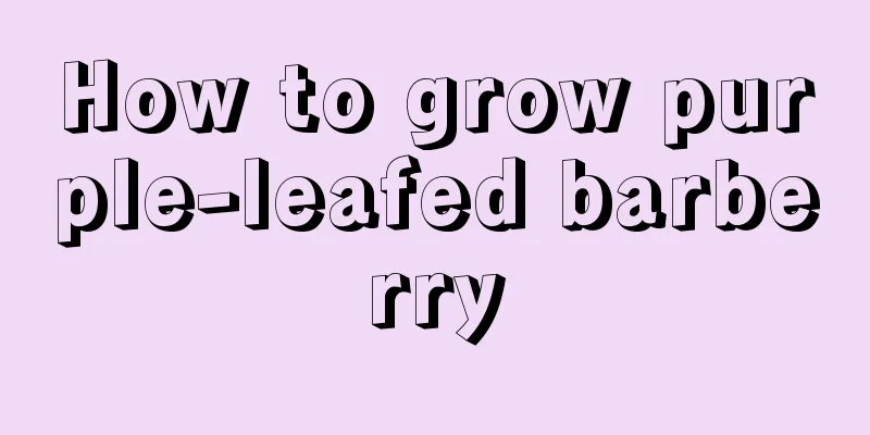 How to grow purple-leafed barberry