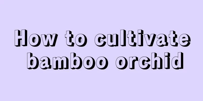 How to cultivate bamboo orchid