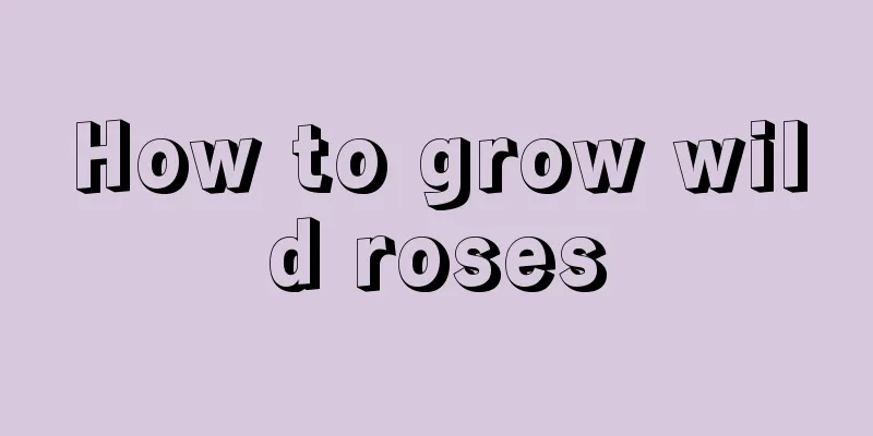 How to grow wild roses