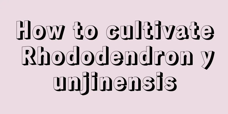 How to cultivate Rhododendron yunjinensis