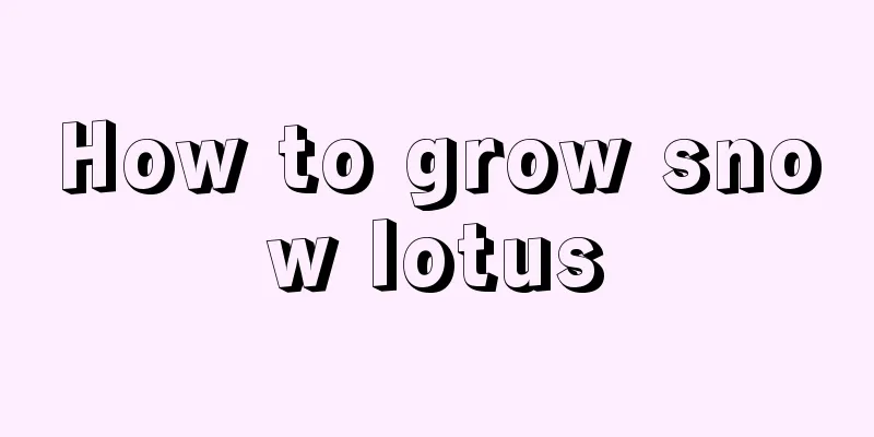 How to grow snow lotus