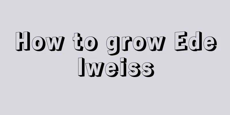 How to grow Edelweiss