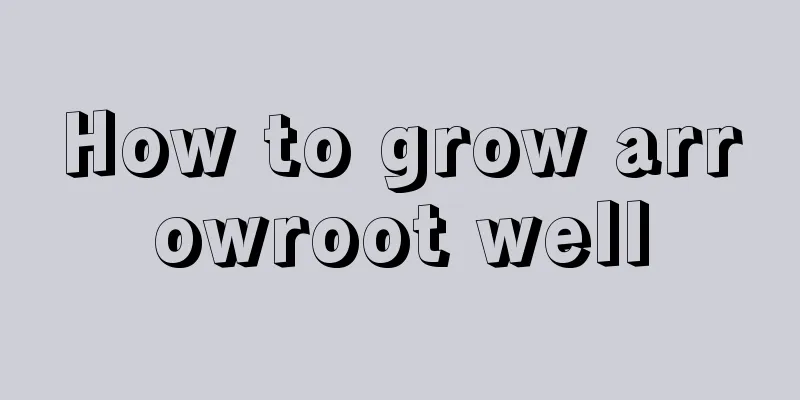 How to grow arrowroot well