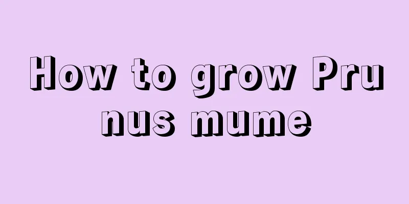 How to grow Prunus mume