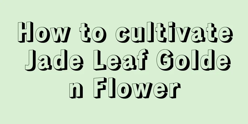 How to cultivate Jade Leaf Golden Flower